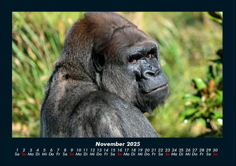 Produktbild: Welt der Affen 2025 Fotokalender DIN A4