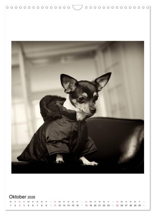 Produktbild: CHIHUAHUA CHIC Photos Marion Koell (Wandkalender 2026 DIN A3 hoch), CALVENDO Monatskalender