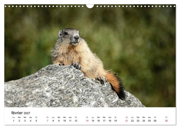Produktbild: Le monde des marmottes en Haute Maurienne (Calendrier mural 2027 DIN A3 vertical), CALVENDO calendrier mensuel