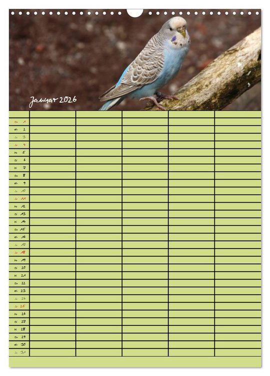 Produktbild: Der Wellensittich-Familienplaner (Wandkalender 2026 DIN A3 hoch), CALVENDO Monatskalender