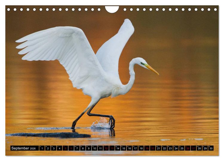 Produktbild: Eleganz in Wei&szlig; - Der Silberreiher (Wandkalender 2026 DIN A4 quer), CALVENDO Monatskalender