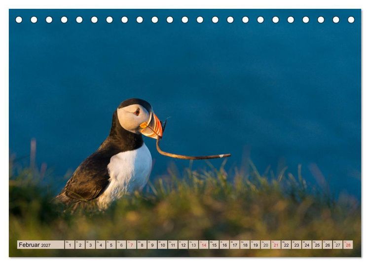 Produktbild: Papageitaucher - Puffins (Tischkalender 2027 DIN A5 quer), CALVENDO Monatskalender