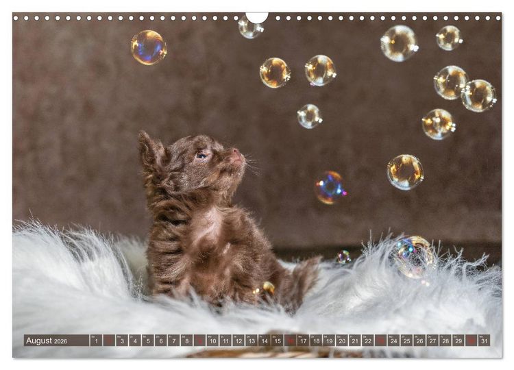 Produktbild: Chihuahua-Babys - Amy und Angel im Studio (Wandkalender 2026 DIN A3 quer), CALVENDO Monatskalender