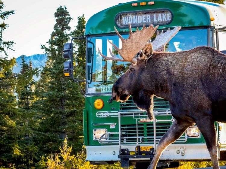 Produktbild: CALVENDO Puzzle Elchbulle im Denali National Park | 1000 Teile Lege-Gr&ouml;&szlig;e 64x48cm Foto-Puzzle f&uuml;r gl&uuml;ckliche Stunden