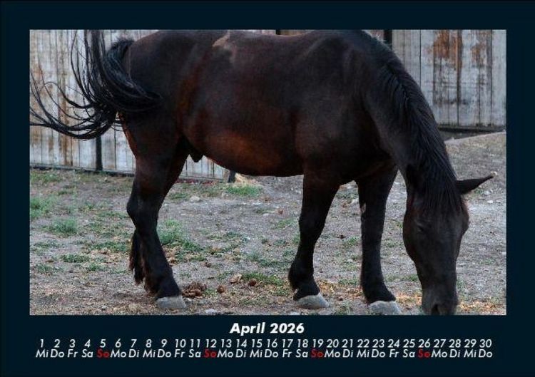 Produktbild: Welt der Pferde 2026 Fotokalender DIN A5