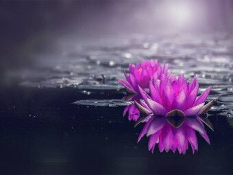 Produktbild: CALVENDO Puzzle Seerosen | 1000 Teile Lege-Gr&ouml;&szlig;e 64x48cm Foto-Puzzle f&uuml;r gl&uuml;ckliche Stunden