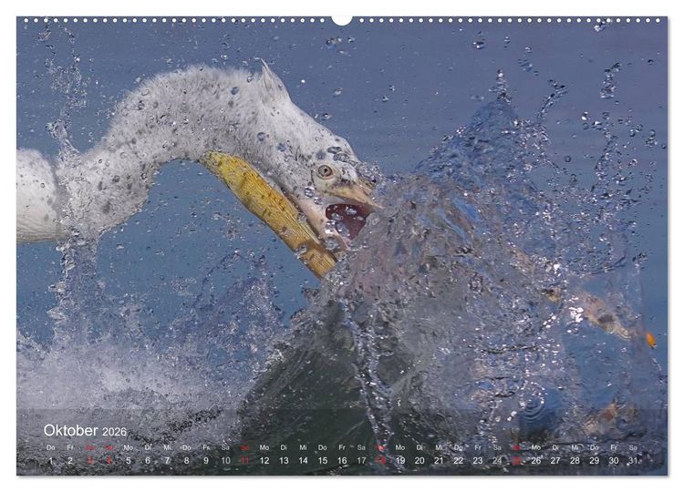 Produktbild: Pelikan-Kalender (hochwertiger Premium Wandkalender 2026 DIN A2 quer), Kunstdruck in Hochglanz
