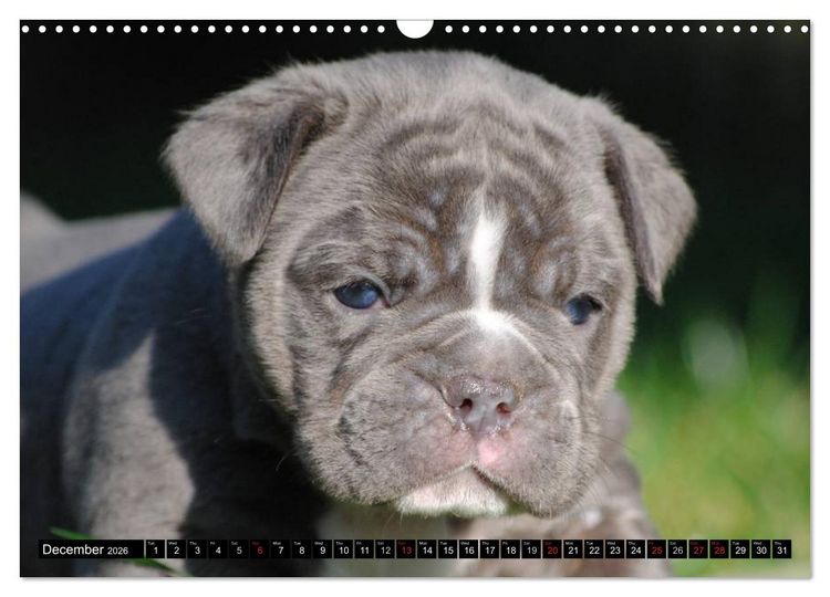 Produktbild: Bulldogs - Old English Bulldog Puppies (Wall Calendar 2026 DIN A3 landscape), CALVENDO 12 Month Wall Calendar