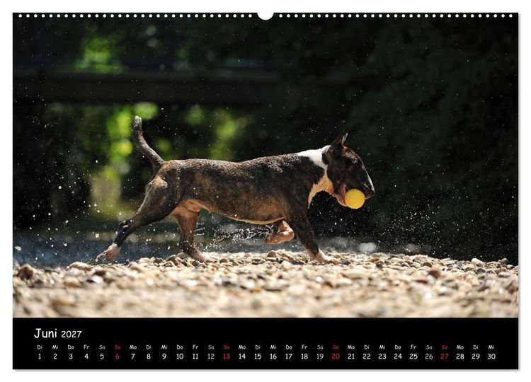 Produktbild: Bullterrier? Was sonst! (Wandkalender 2027 DIN A2 quer), CALVENDO Monatskalender