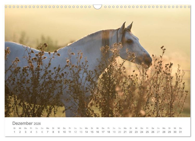 Produktbild: M&auml;rchenpferde (Wandkalender 2026 DIN A3 quer), CALVENDO Monatskalender