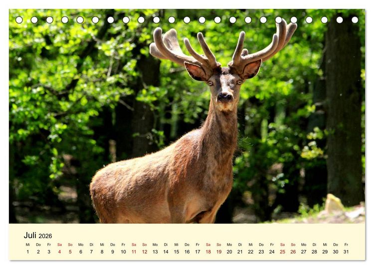 Produktbild: Der Rothirsch - Der K&ouml;nig in unseren W&auml;ldern (Tischkalender 2026 DIN A5 quer), CALVENDO Monatskalender