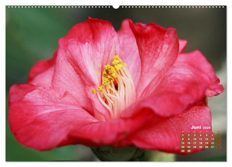 Produktbild: Kamelien - Bl&uuml;tensch&ouml;nheiten (hochwertiger Premium Wandkalender 2026 DIN A2 quer), Kunstdruck in Hochglanz