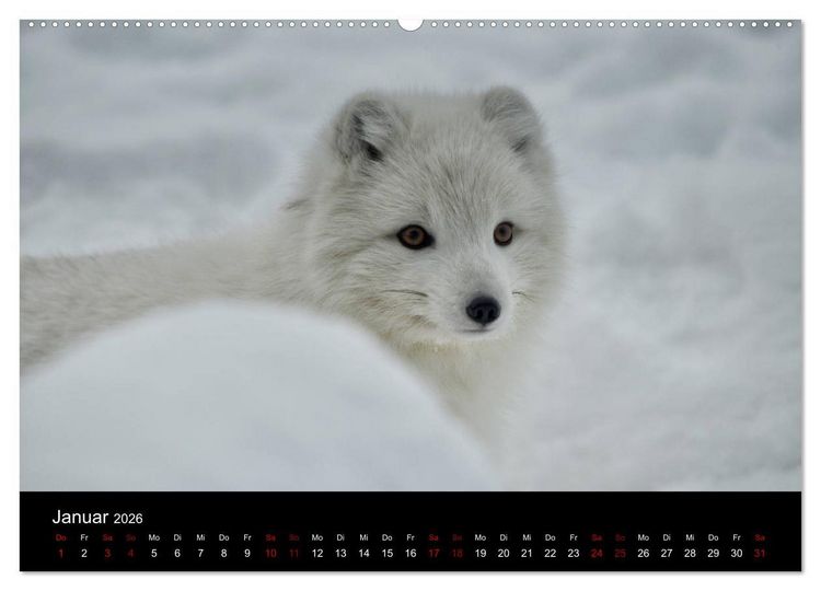 Produktbild: Polarfuchsstudien Wildlife (hochwertiger Premium Wandkalender 2026 DIN A2 quer), Kunstdruck in Hochglanz