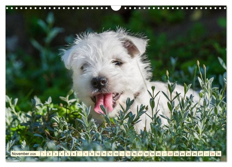 Produktbild: Kobold auf 4 Pfoten - West Highland White Terrier (Wandkalender 2026 DIN A3 quer), CALVENDO Monatskalender