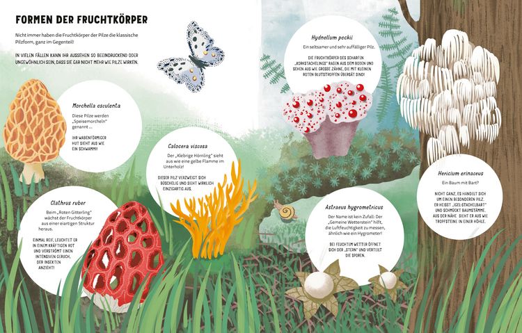 Produktbild: Die Geheimnisse der Pilze
