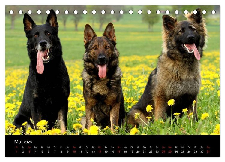 Produktbild: Mit dem Deutschen Sch&auml;ferhund durch's Jahr (Tischkalender 2026 DIN A5 quer), CALVENDO Monatskalender