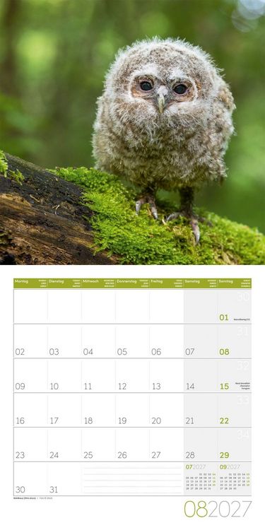 Produktbild: Eulen Kalender 2027 - 30x30 - Art12