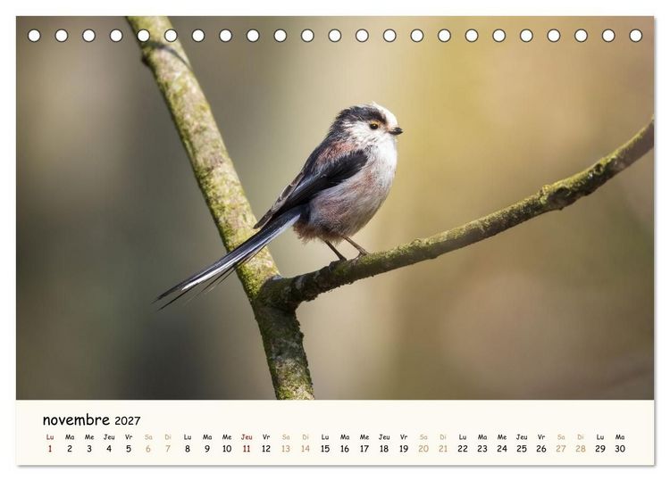 Produktbild: Les murmures de la for&ecirc;t - Regards d'animaux (Calendrier de bureau 2027 DIN A5 vertical), CALVENDO calendrier mensuel