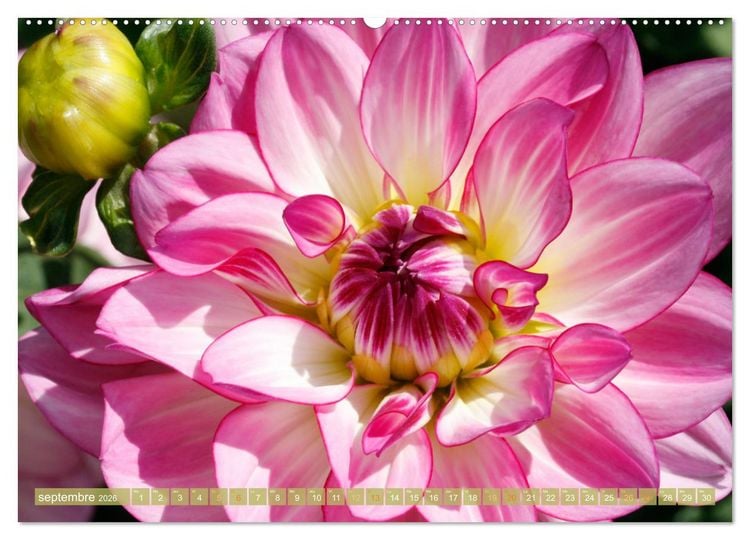 Produktbild: Une f&ecirc;te de fleurs (Calendrier mural 2026 DIN A2 vertical) calendrier de bureau