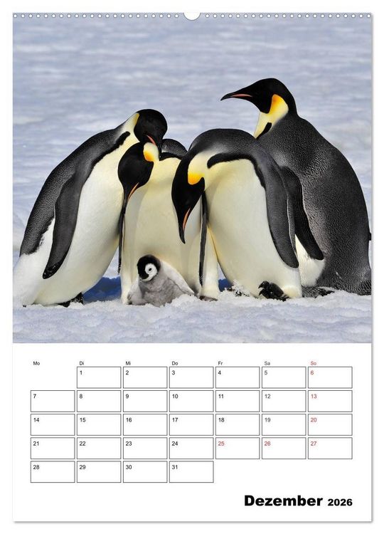 Produktbild: Pinguine. Familiengl&uuml;ck im Eis (Wandkalender 2026 DIN A2 hoch), CALVENDO Monatskalender