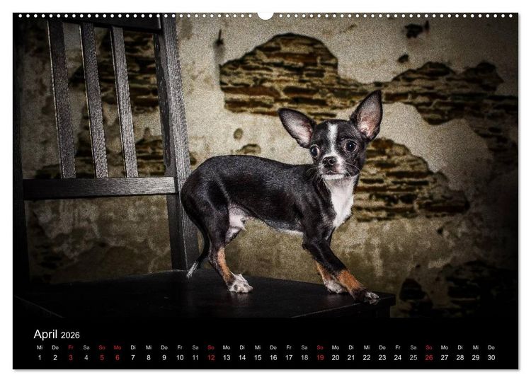 Produktbild: Chihuahuas - Cool and Cute (Wandkalender 2026 DIN A2 quer), CALVENDO Monatskalender