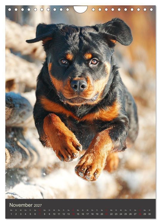 Produktbild: Rottweiler. Kraft, Herz und Treue (Wandkalender 2027 DIN A4 hoch), CALVENDO Monatskalender