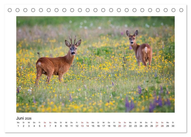 Produktbild: Deutschlands Wildtiere (Tischkalender 2026 DIN A5 quer), CALVENDO Monatskalender