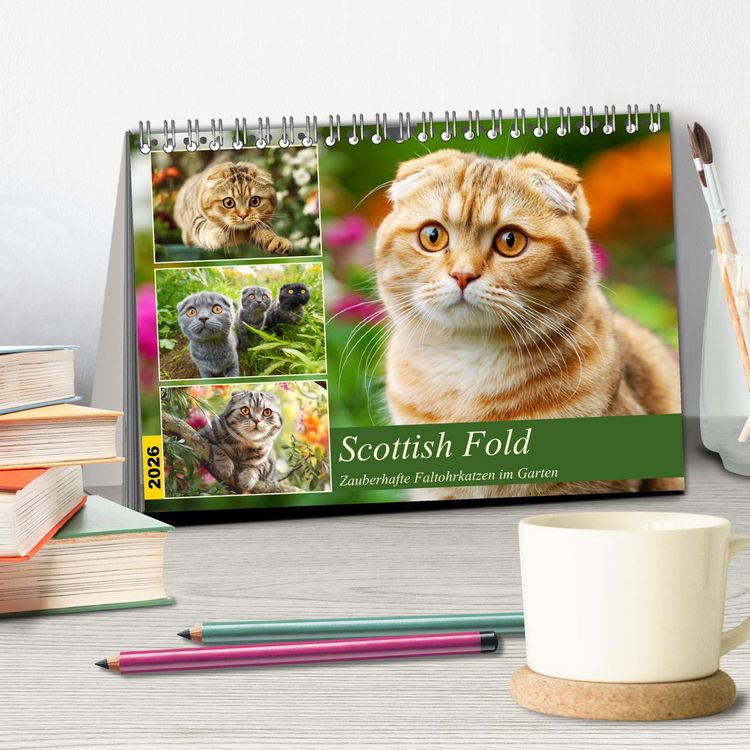 Produktbild: Scottish Fold. Zauberhafte Faltohrkatzen im Garten (Tischkalender 2026 DIN A5 quer), CALVENDO Monatskalender