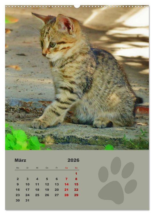 Produktbild: Wilde T&auml;tzchen, kleine wilde Katzen entdecken die Welt (Wandkalender 2026 DIN A2 hoch), CALVENDO Monatskalender