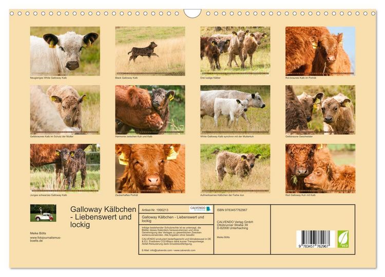 Produktbild: Galloway K&auml;lbchen - Liebenswert und lockig (Wandkalender 2026 DIN A3 quer), CALVENDO Monatskalender