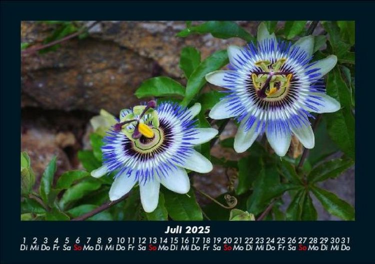 Produktbild: Blumentr&auml;ume 2025 Fotokalender DIN A5