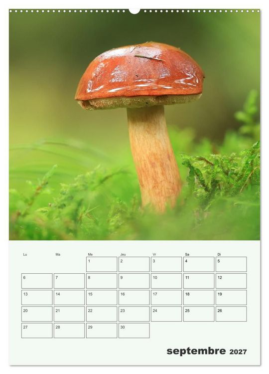 Produktbild: Champignons magiques - Beaut&eacute;s &eacute;ph&eacute;m&egrave;res (Calendrier mural 2027 DIN A2 horizontal), CALVENDO calendrier mensuel