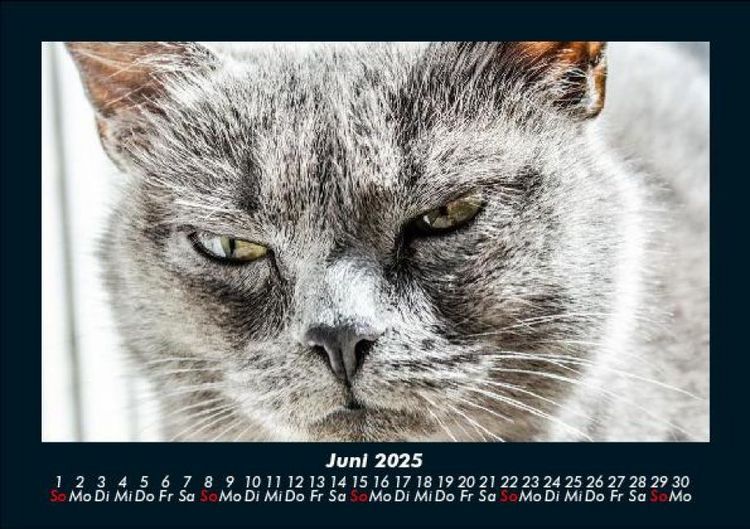 Produktbild: F&uuml;r Katzenfreunde 2025 Fotokalender DIN A5