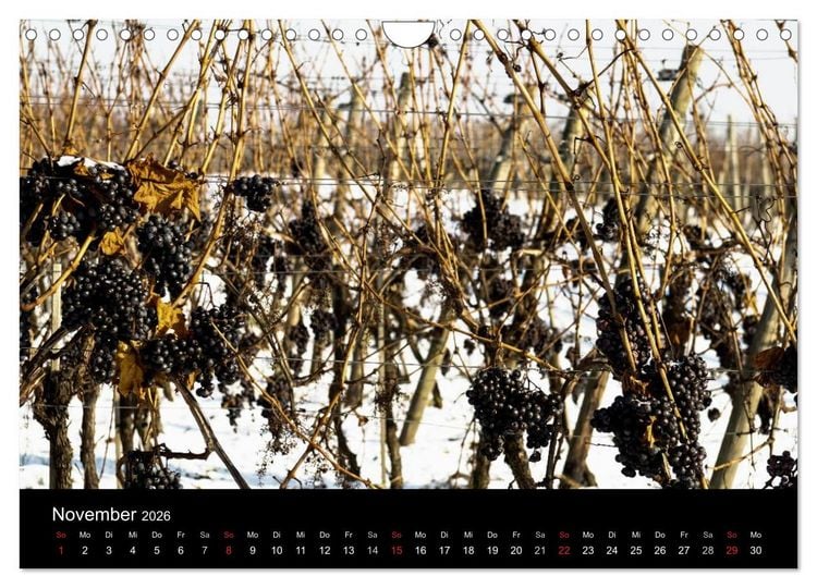 Produktbild: Das Jahr im Weinberg (Wandkalender 2026 DIN A4 quer), CALVENDO Monatskalender