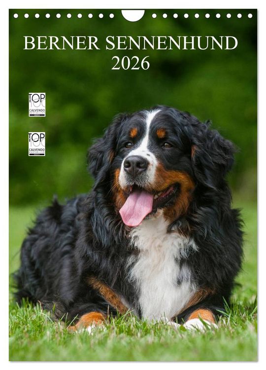 Produktbild: Berner Sennenhund 2026 (Wandkalender 2026 DIN A4 hoch), CALVENDO Monatskalender