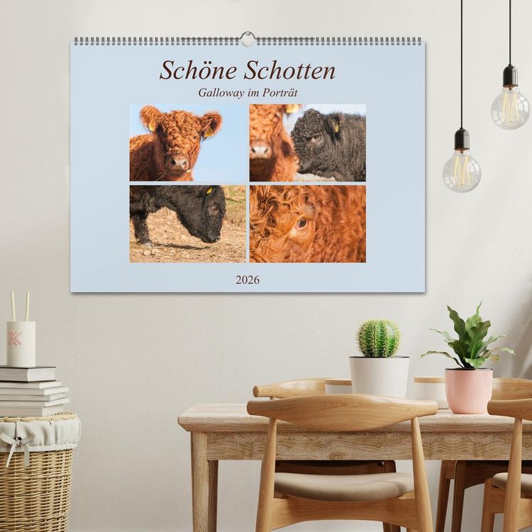 Produktbild: Sch&ouml;ne Schotten - Galloway im Portr&auml;t (Wandkalender 2026 DIN A2 quer), CALVENDO Monatskalender