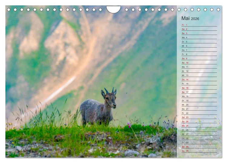Produktbild: Bergk&ouml;nige - Steinb&ouml;cke im Blickpunkt der Naturfotografie (Wandkalender 2026 DIN A4 quer), CALVENDO Monatskalender