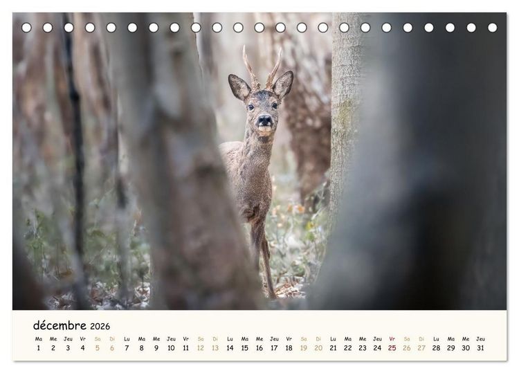 Produktbild: Les murmures de la for&ecirc;t - Regards d'animaux (Calendrier de bureau 2026 DIN A5 vertical), CALVENDO calendrier mensuel
