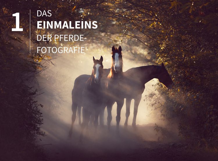 Produktbild: Pferde stilvoll fotografieren
