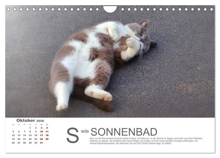 Produktbild: Katzen ABC (Wandkalender 2026 DIN A4 quer), CALVENDO Monatskalender