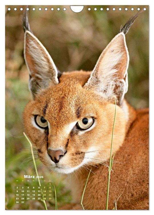 Produktbild: Raubkatzen: Die J&auml;ger auf leisen Pfoten (Wandkalender 2026 DIN A4 hoch), CALVENDO Monatskalender