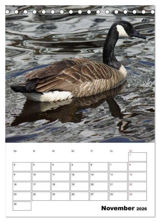 Produktbild: Gl&uuml;ckliche G&auml;nse (Tischkalender 2026 DIN A5 hoch), CALVENDO Monatskalender