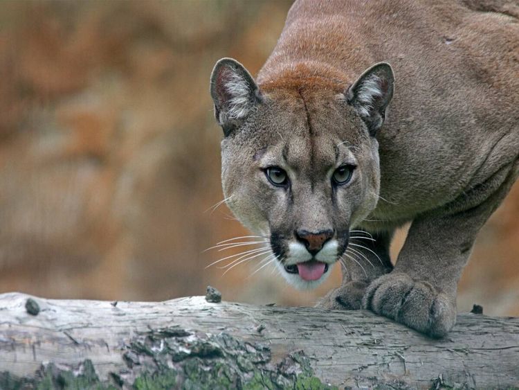 Produktbild: CALVENDO Puzzle Puma | 1000 Teile Lege-Gr&ouml;&szlig;e 64x48cm Foto-Puzzle f&uuml;r gl&uuml;ckliche Stunden