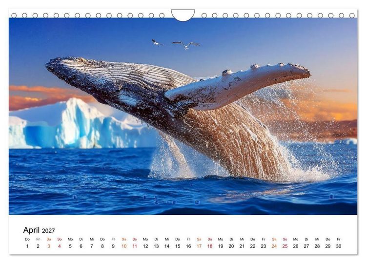 Produktbild: Wale - ein Jahr voller Meer (Wandkalender 2027 DIN A4 quer), CALVENDO Monatskalender