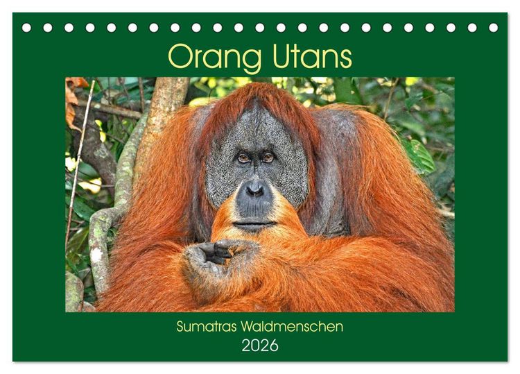 Produktbild: Orang Utans Sumatras Waldmenschen (Tischkalender 2026 DIN A5 quer), CALVENDO Monatskalender