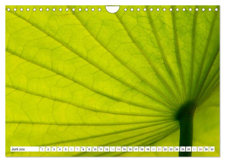 Produktbild: Bunte Bl&auml;tter (Wandkalender 2026 DIN A4 quer), CALVENDO Monatskalender