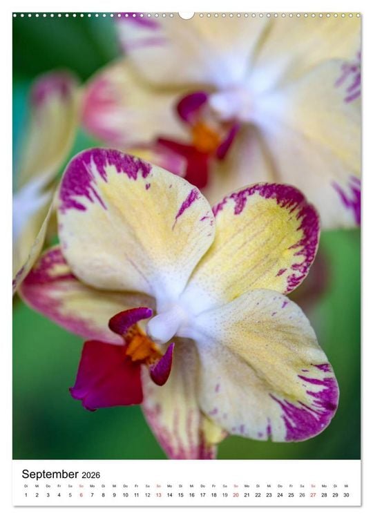 Produktbild: Orchideen (hochwertiger Premium Wandkalender 2026 DIN A2 hoch), Kunstdruck in Hochglanz