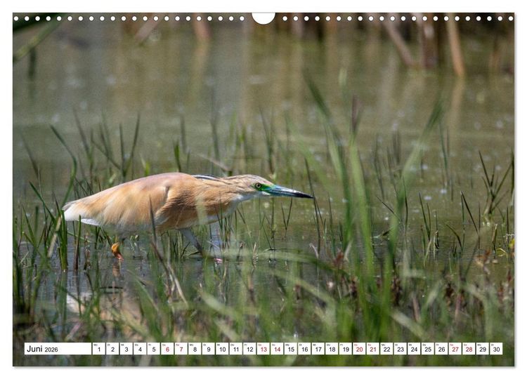 Produktbild: Vogelparadies Volvi-See (Wandkalender 2026 DIN A3 quer), CALVENDO Monatskalender