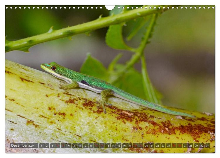 Produktbild: Reptilien auf Madagaskar (Wandkalender 2027 DIN A3 quer), CALVENDO Monatskalender