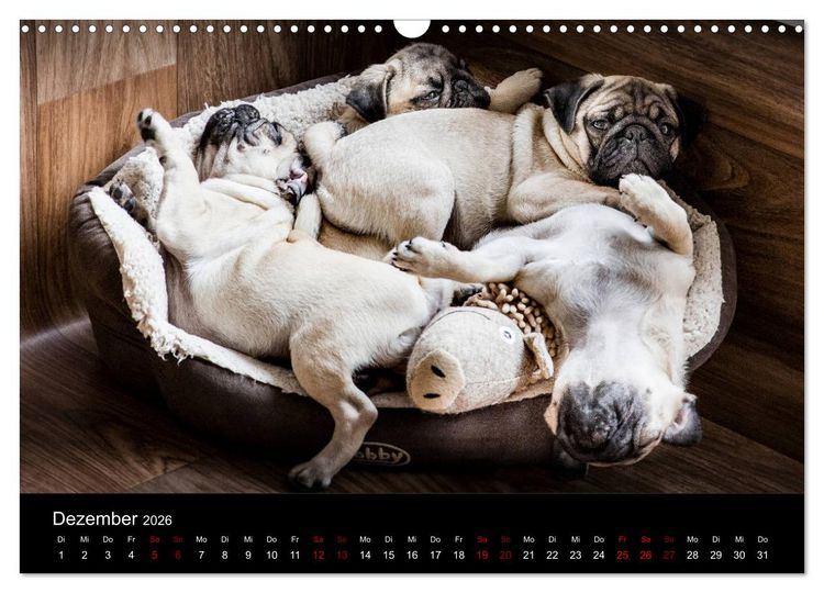 Produktbild: Mopswelpen (Wandkalender 2026 DIN A3 quer), CALVENDO Monatskalender